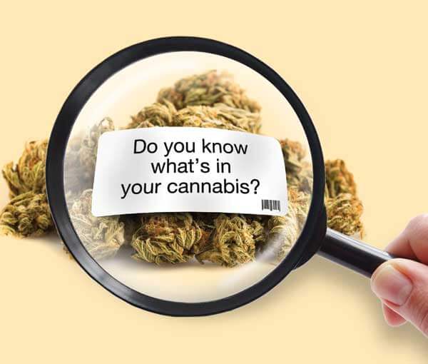 A magnifying glass in front of cannabis buds. There is a note saying do you know what’s in your cannabis
